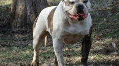 Američki buldog: posvećen četveronožnom prijatelju